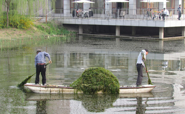  沉水植物打来如此困难