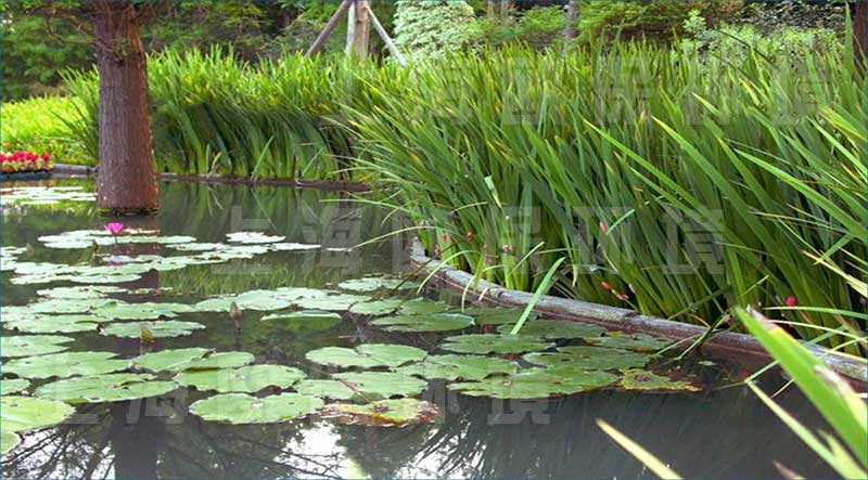 浮田型漂浮湿地（浮动湿地）用于治理坑塘——＞15年使用寿命，保持坑塘治理可持续性