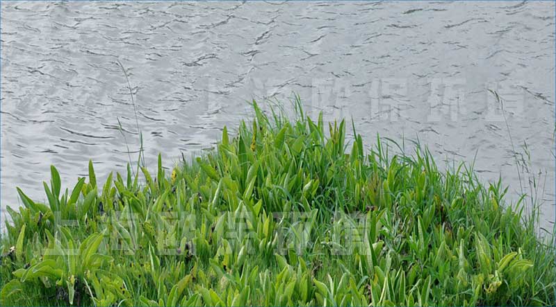 浮田型漂浮湿地（浮动湿地）采用属地化植物种植，植物的耐候性更强，而且有效降低建造成本