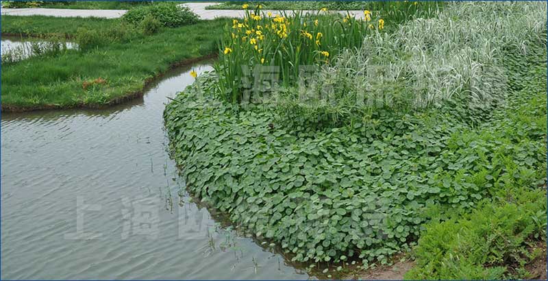 水生植物及浮动系统表面全覆盖植物，净水能力比传统浮岛提高5倍以上