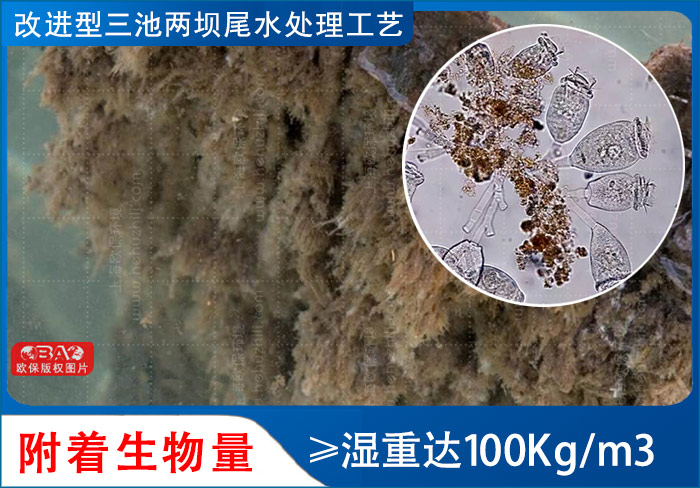 ZIPBIO再生滤坝附着生物量：湿重达100Kg/m3