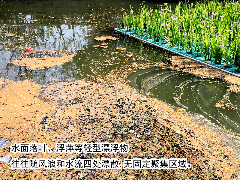 落叶、柳絮没有及时清理,使得河道水体重返黑臭