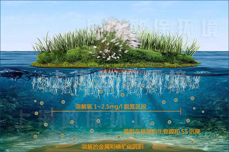 净化农村污水新方式：构建水生植物及浮动系统