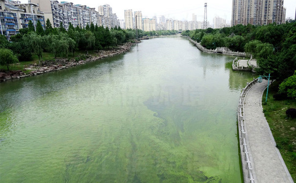 城市里河道,人工湖等众多,然而大部分 景观水体都受到 污染,而出现
